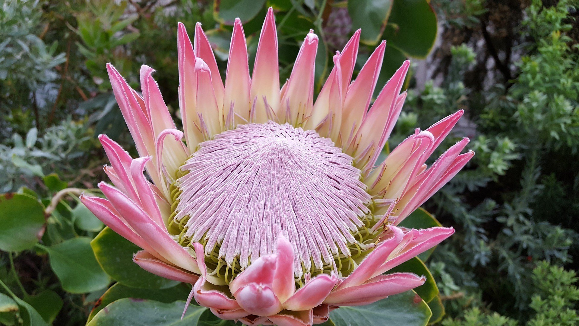 Kapstadt-Blüte Kapstadt-Blüte